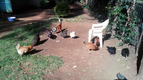Chickens & Rooster